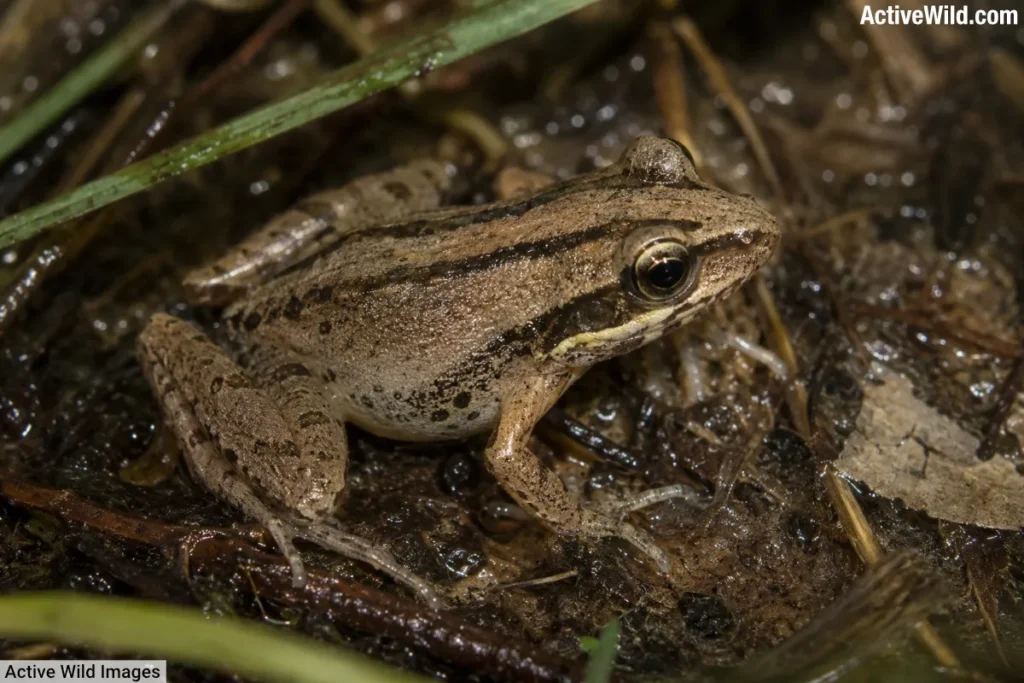 Southern Chorus Frog
