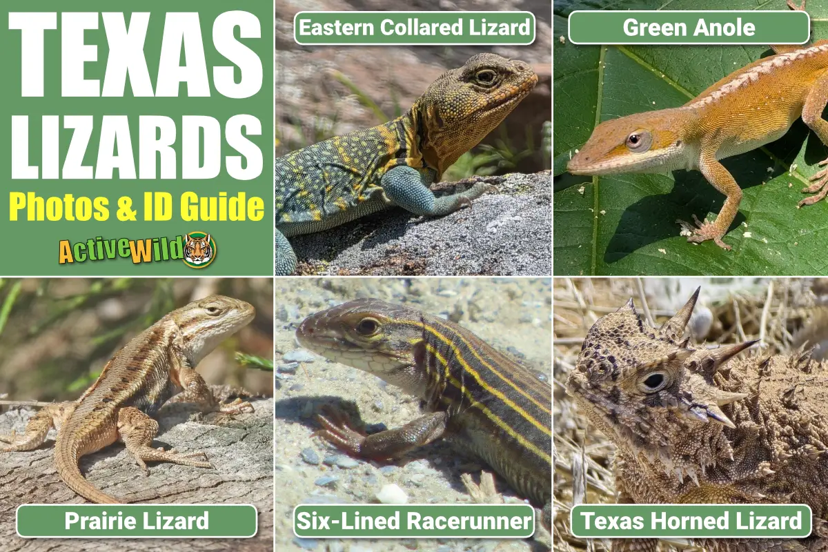 Texas Lizards