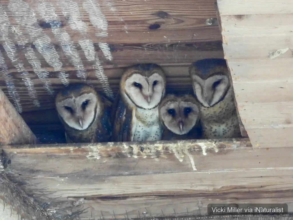 american barn owl