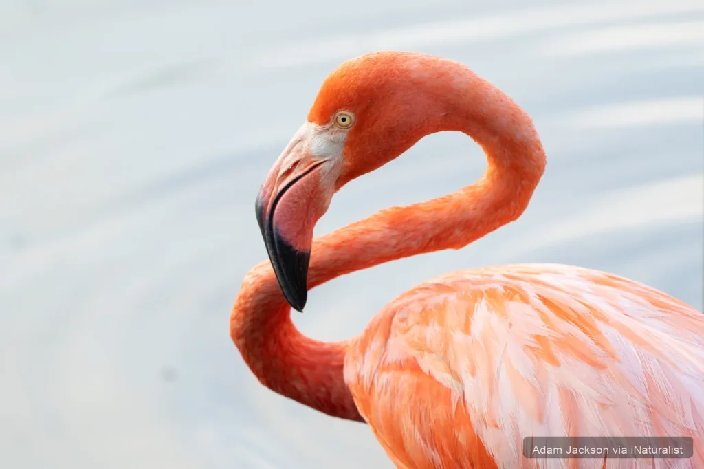 american-flamingo_phoenicopterus-ruber