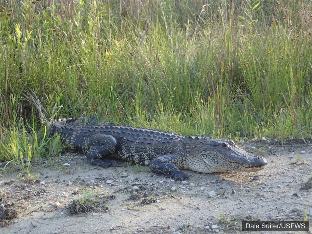 american_alligator