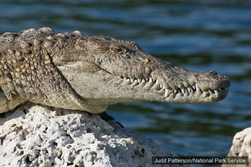 american crocodile
