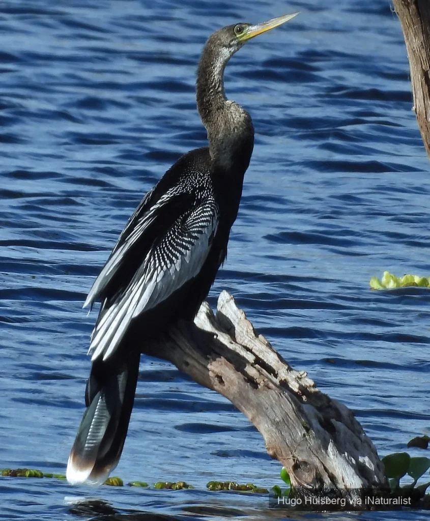 anhinga
