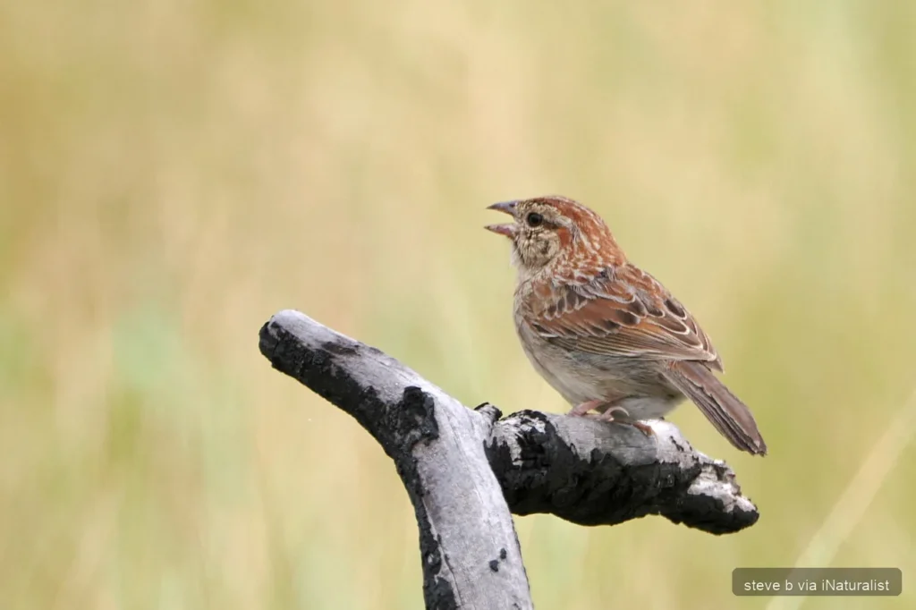 bachman's sparrow