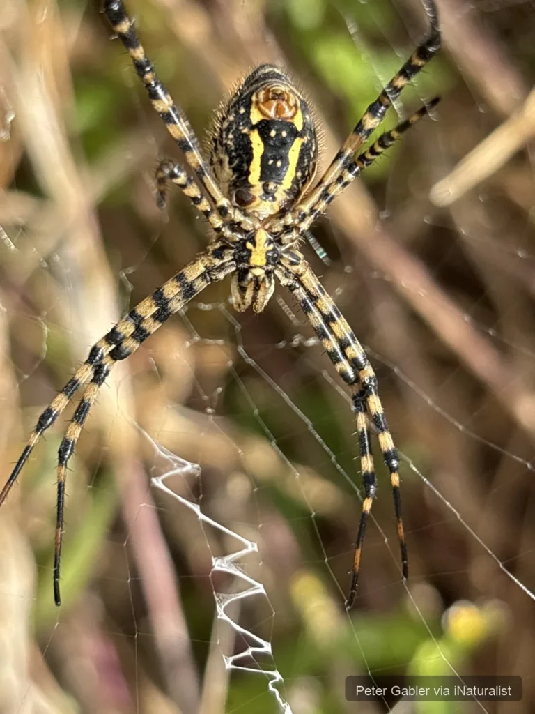 banded garden spider_argiope trifasciata