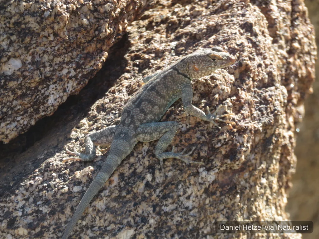 banded rock lizard