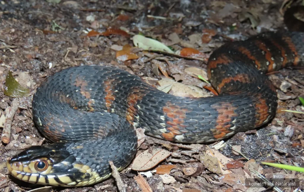 banded-watersnake