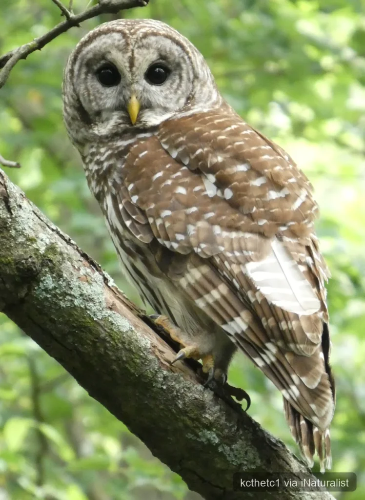 barred owl