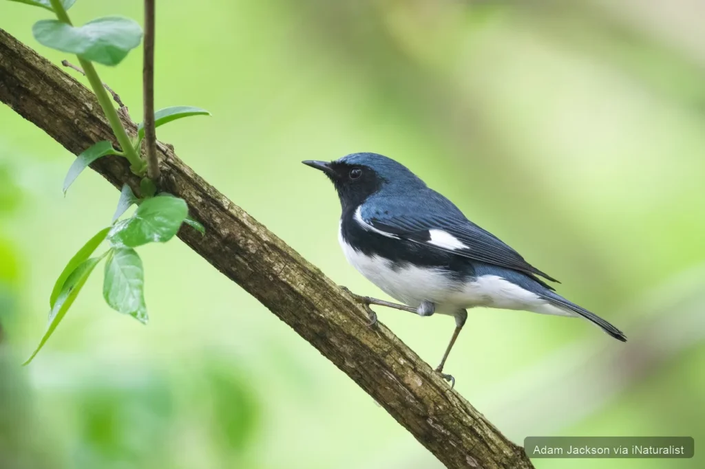 black throated blue warbler