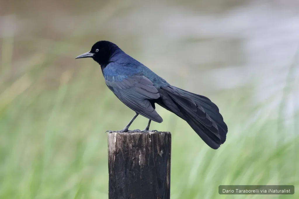 boat-tailed-grackle_quiscalus-major