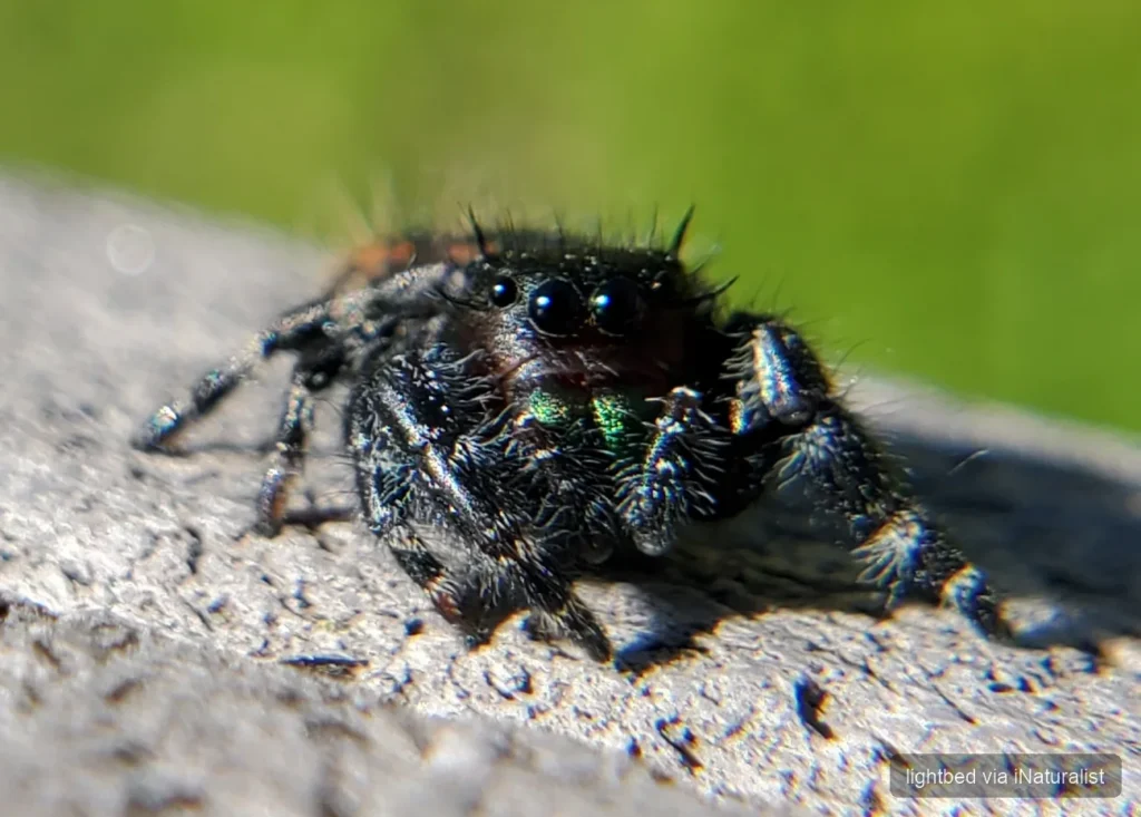 bold jumping spider_phidippus audax