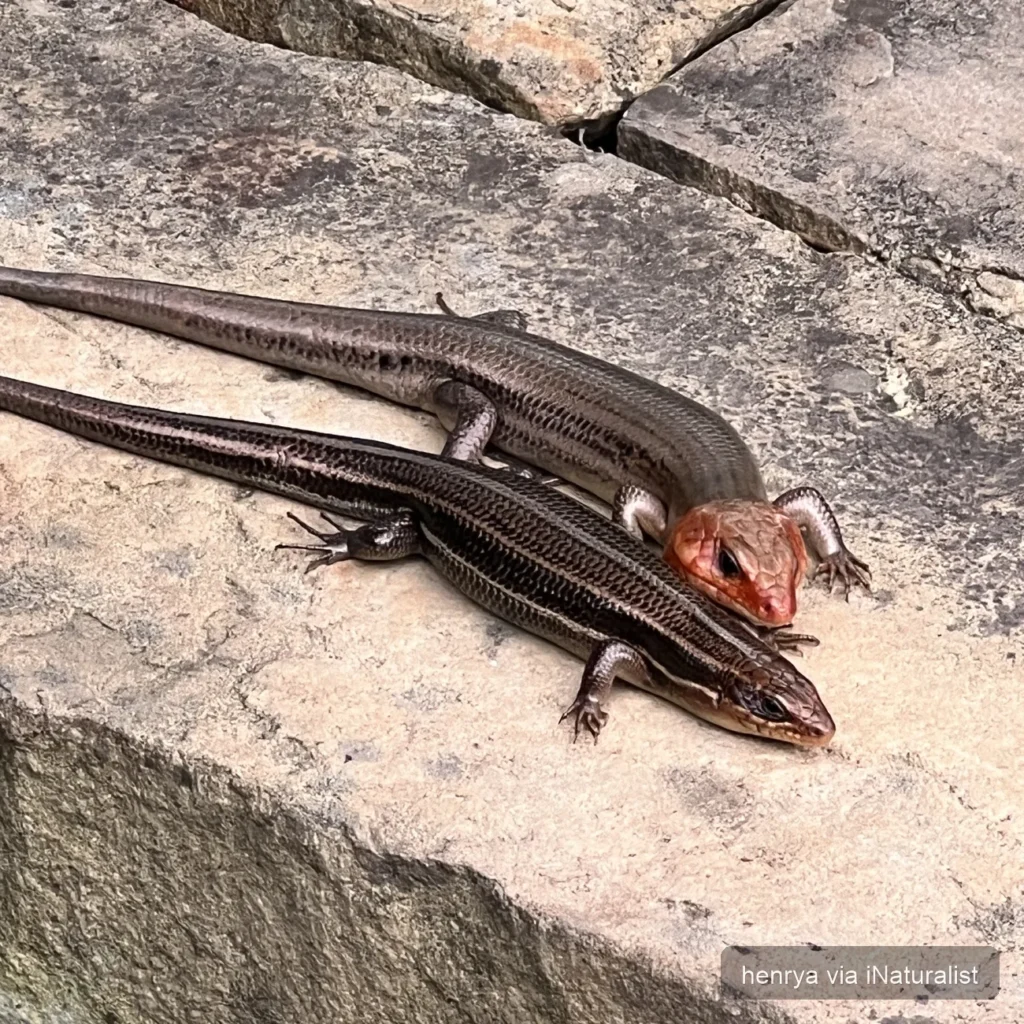 broad headed skink