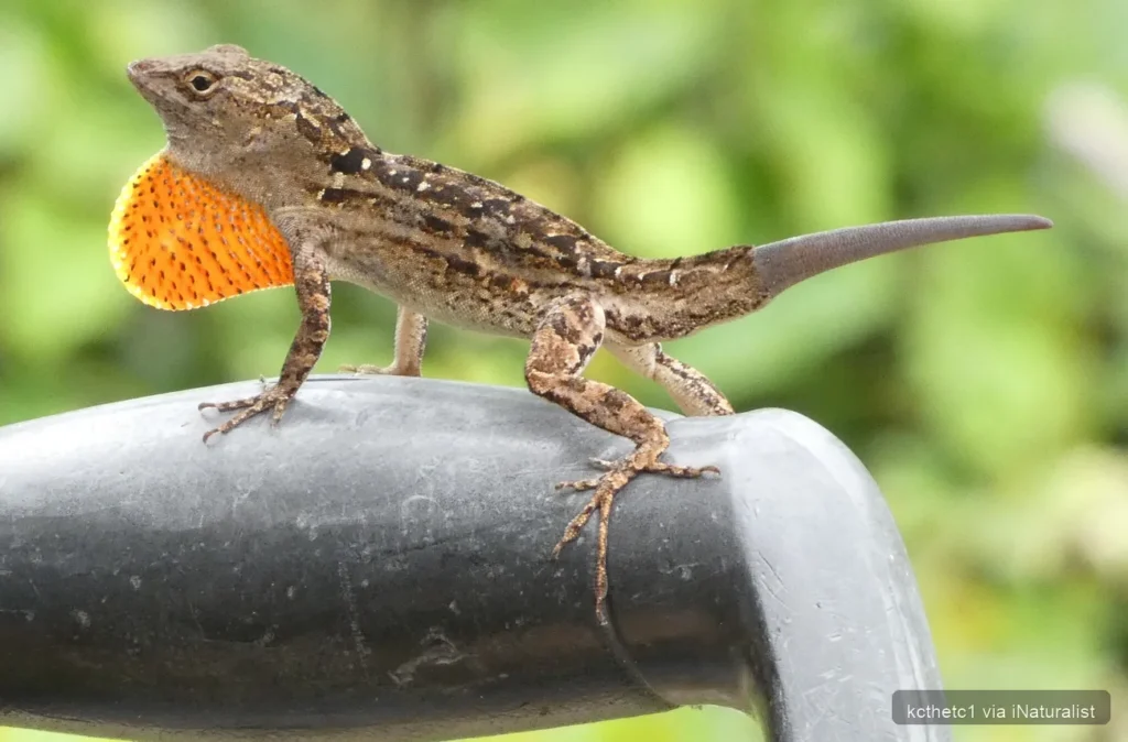 brown anole