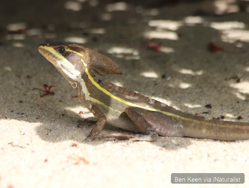 brown basilisk