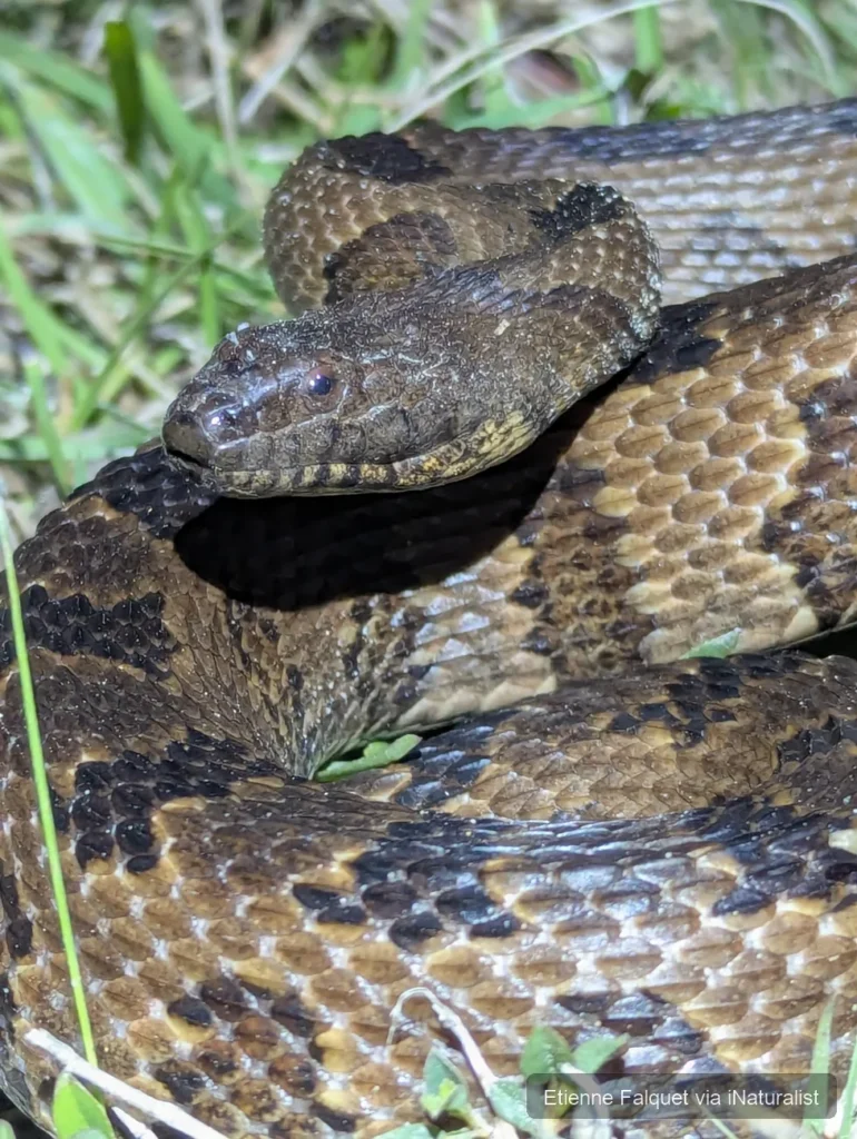 brown-watersnake