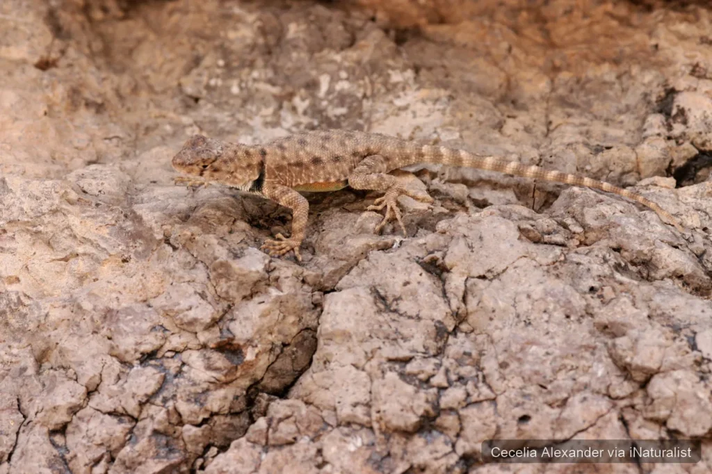 canyon lizard