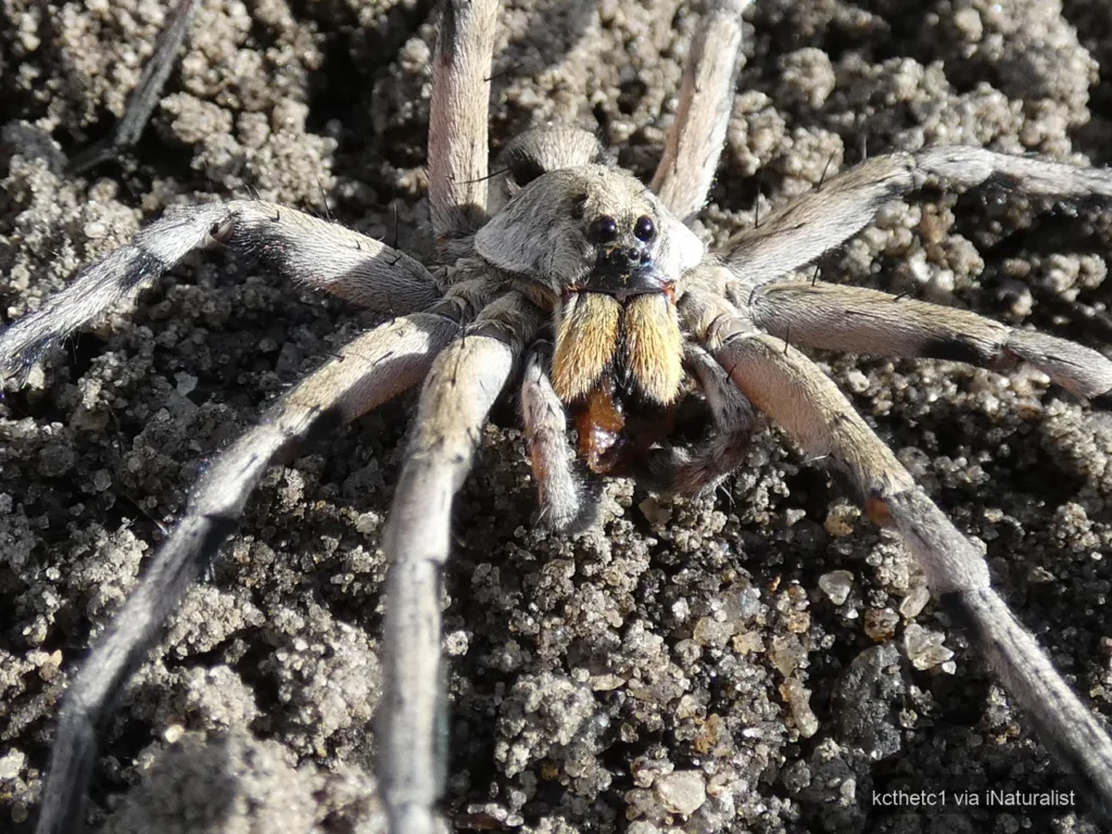 carolina wolf spider_hogna carolinensis