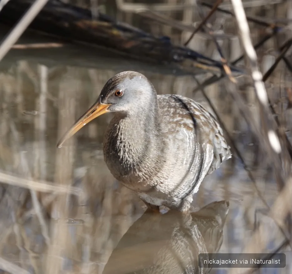 clapper-rail_rallus-crepitans