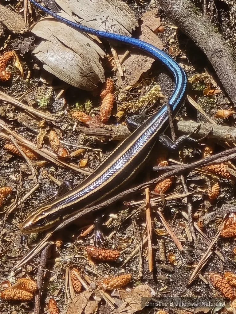 common five lined skink