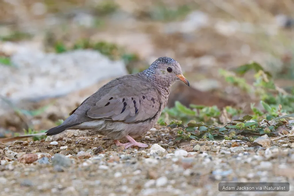 common-ground-dove_columbina-passerina