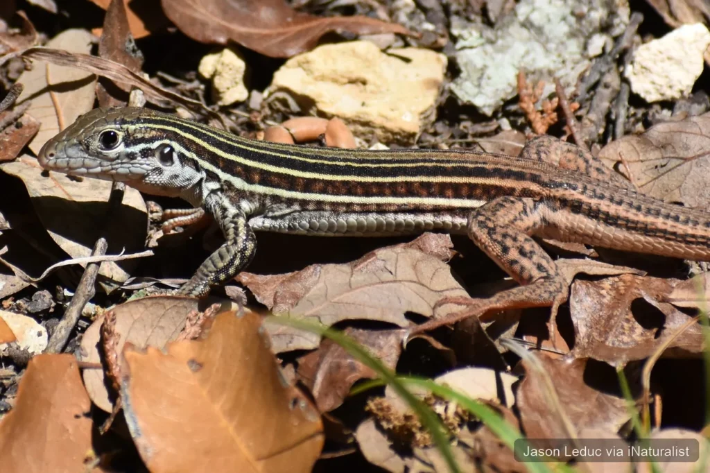 common spotted whiptail