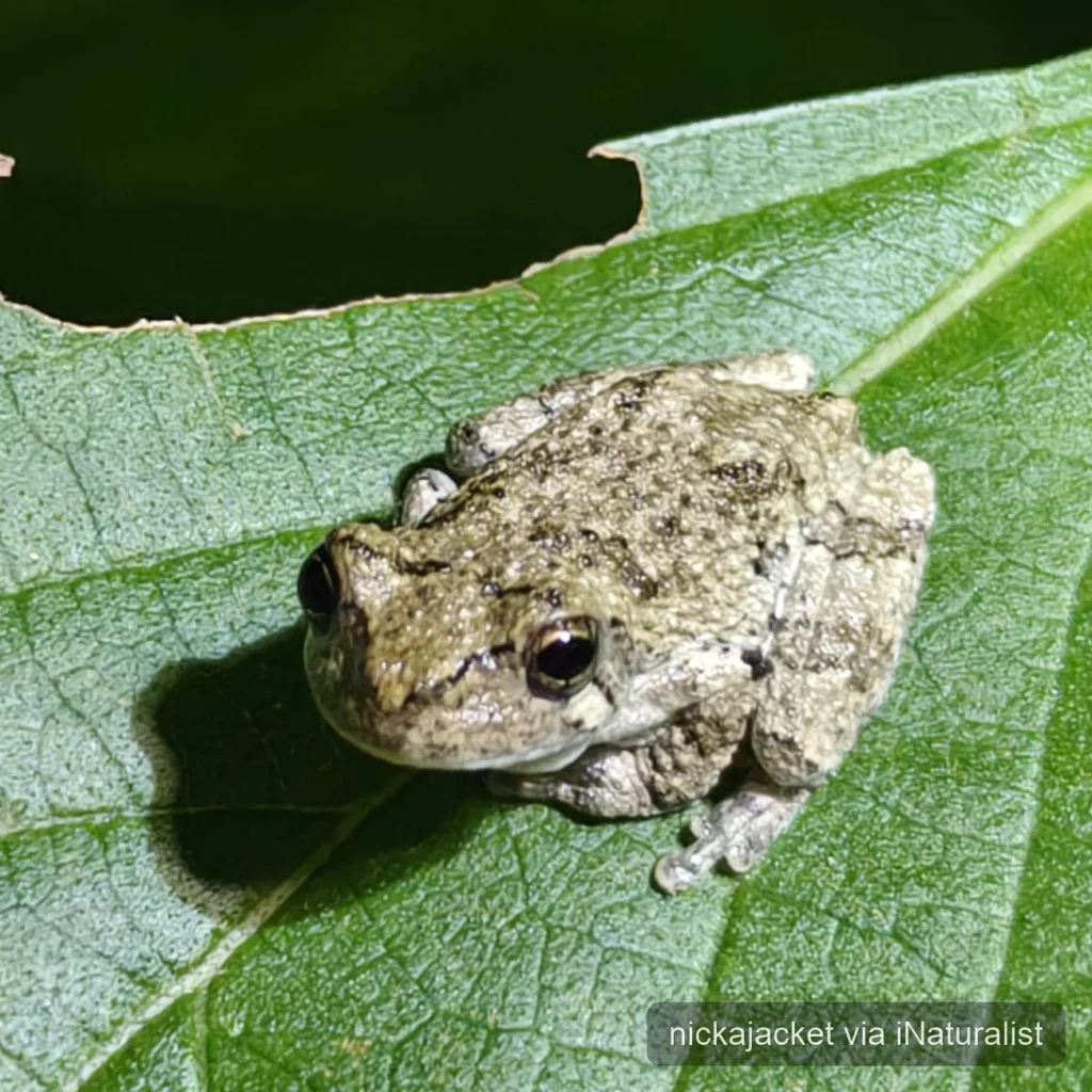 copes gray tree frog