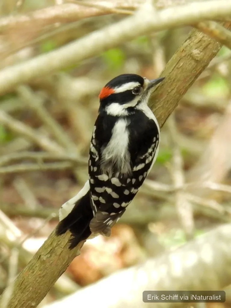 downy woodpecker
