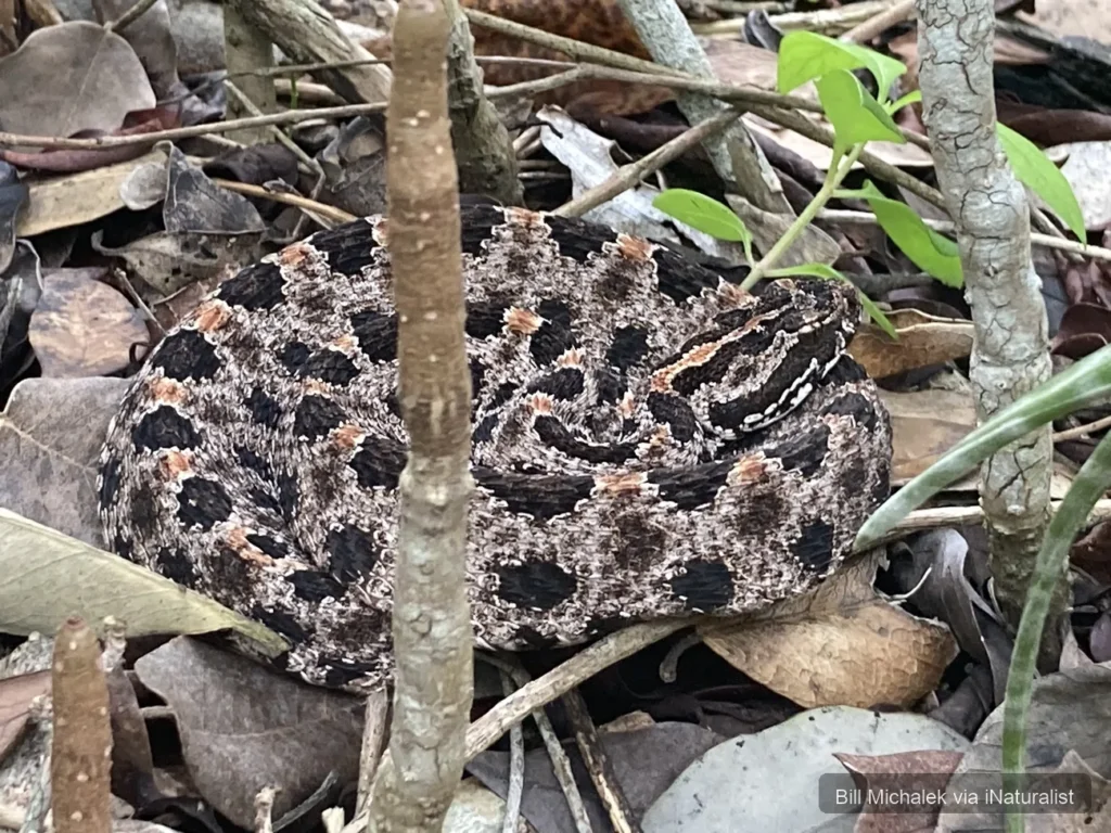 dusky-pygmy-rattlesnake
