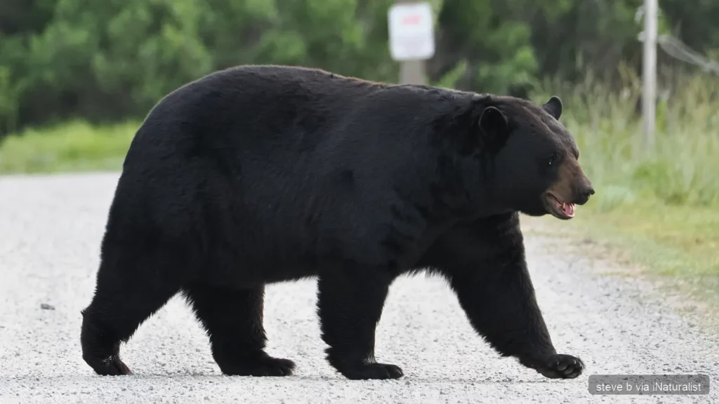 eastern black bear