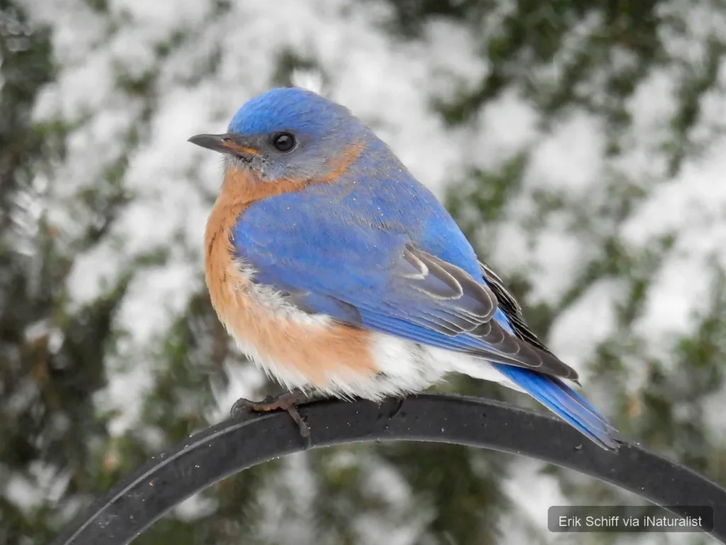 eastern-bluebird_sialia-sialis