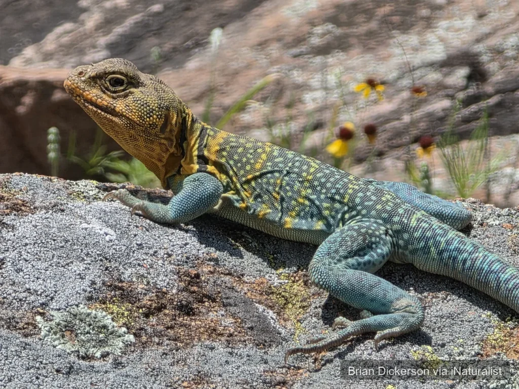 eastern collared lizard
