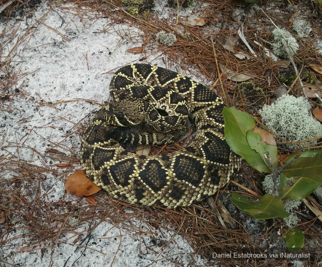 eastern-diamondback-rattlesnake