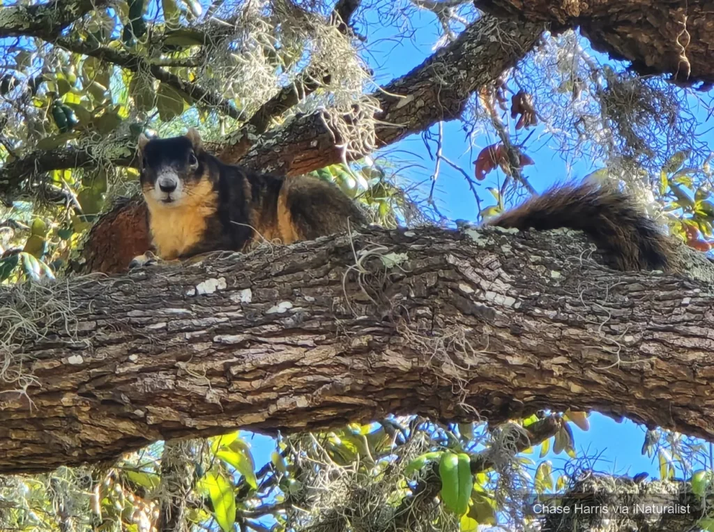 eastern fox squirrel