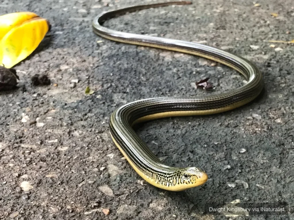 eastern glass lizard
