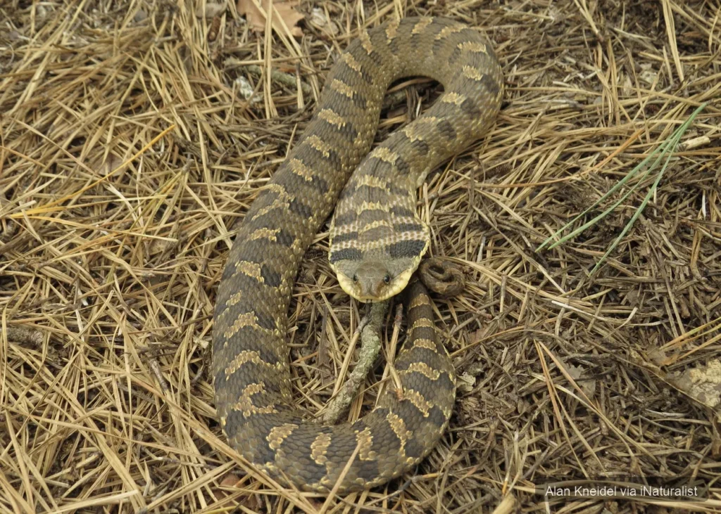 eastern-hognose-snake