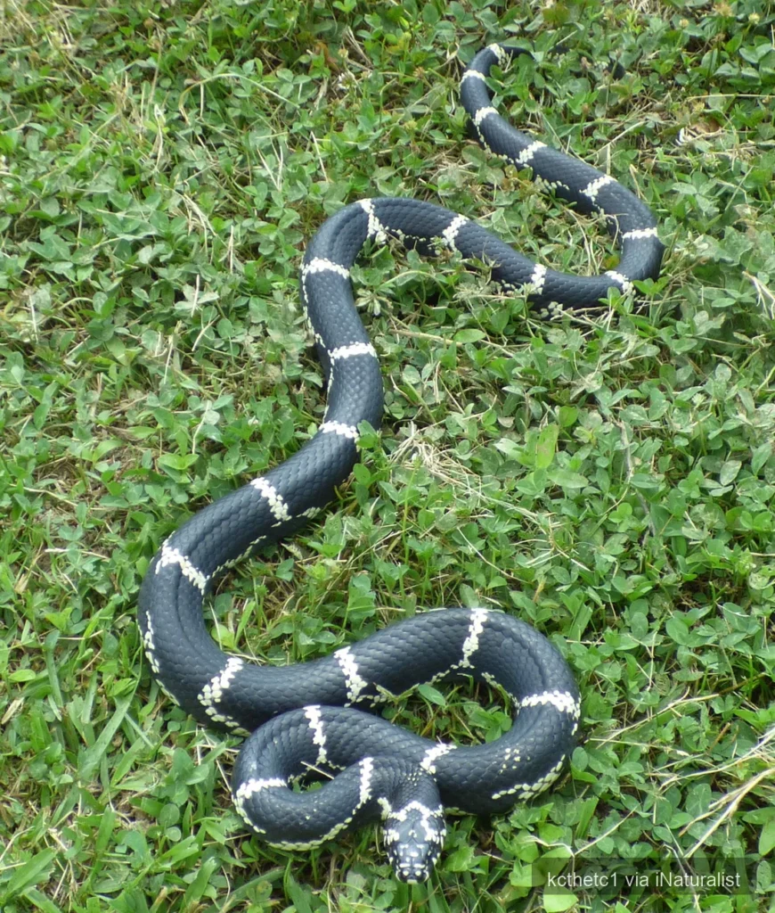 eastern-kingsnake