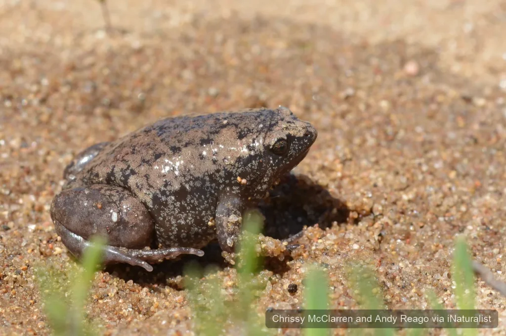 eastern narrow mouthed toad