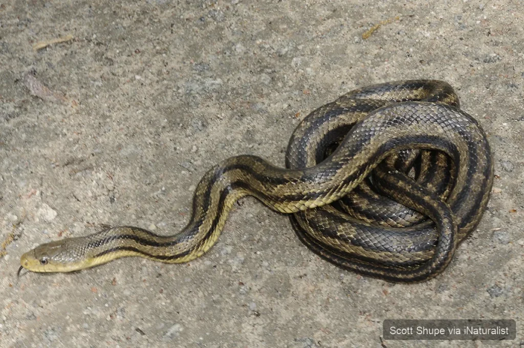 eastern-ratsnake