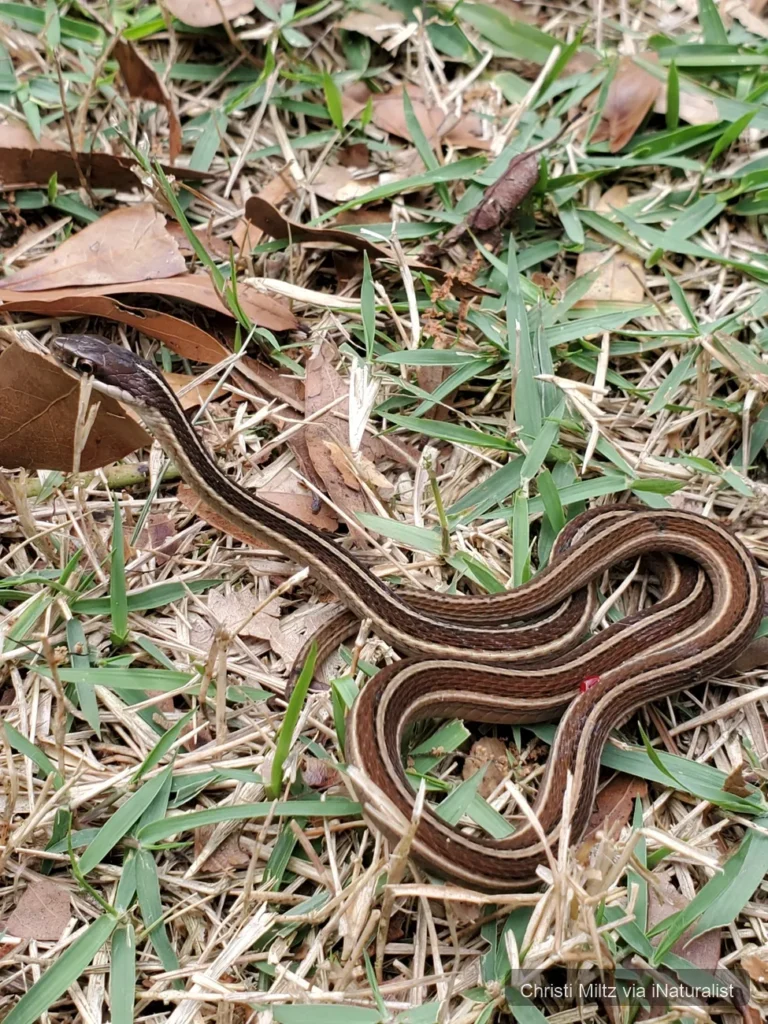 eastern-ribbon-snake