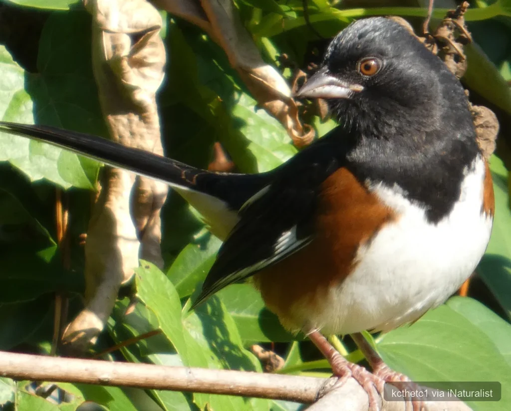 eastern-towhee_pipilo-erythrophthalmus