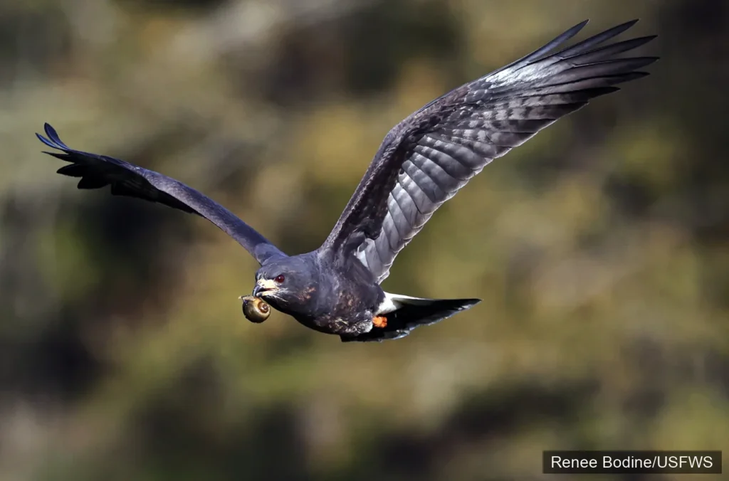 Everglade snail kite