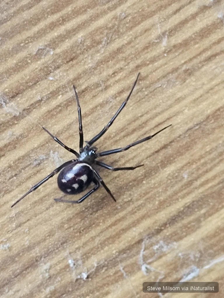 false black widow_steatoda grossa