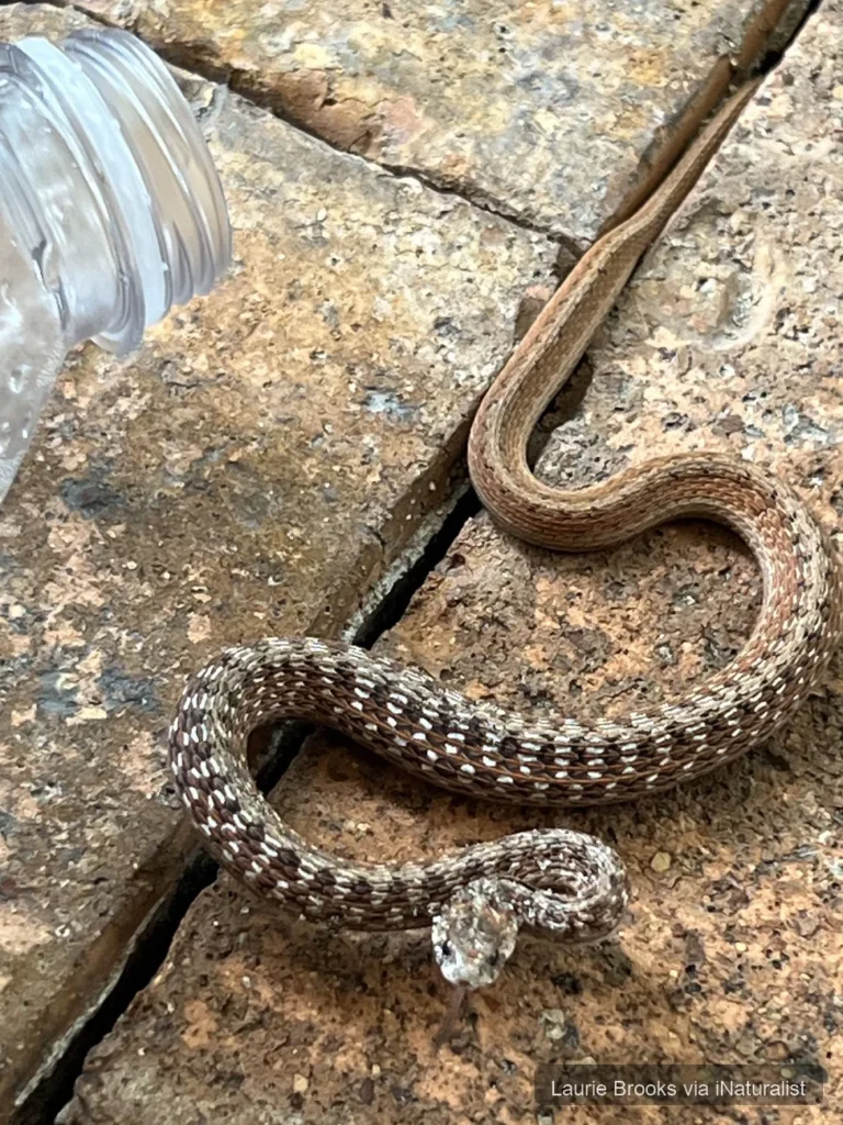florida-brownsnake