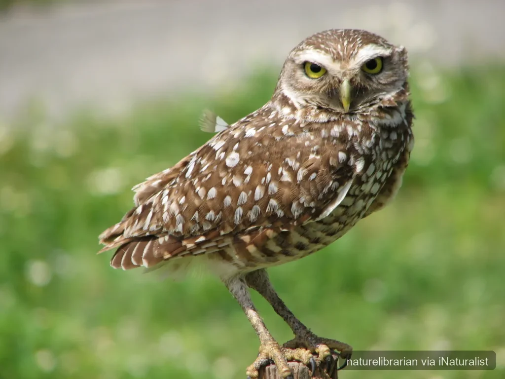 florida burrowing owl