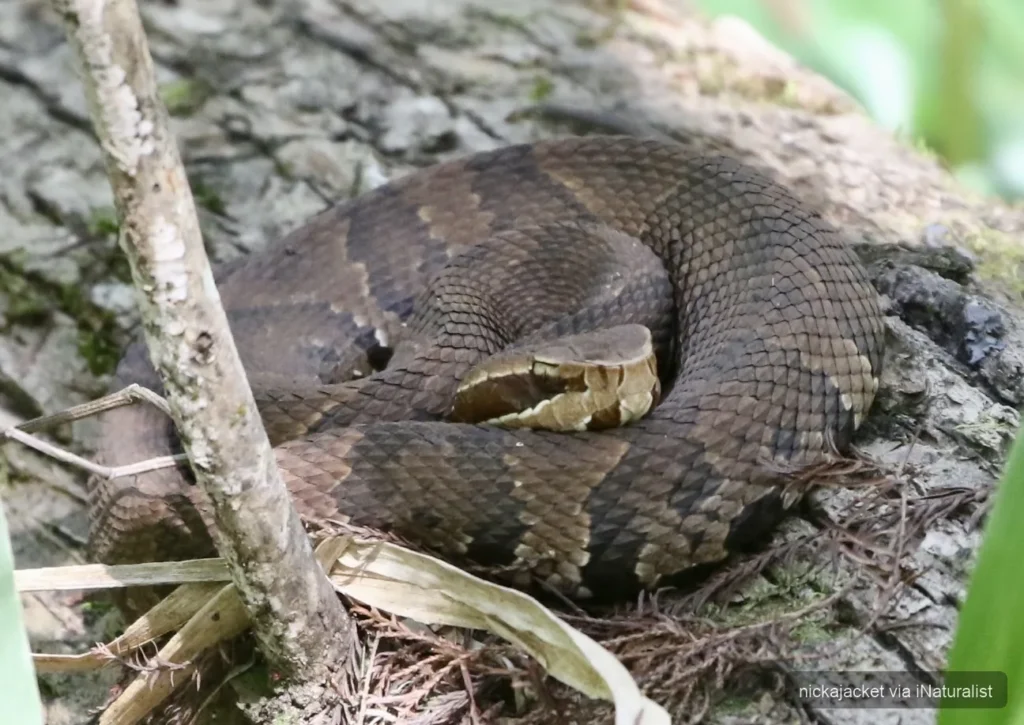 florida-cottonmouth