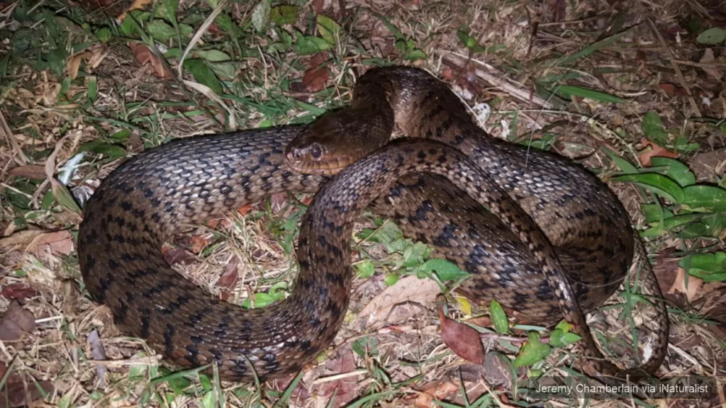 florida-green-watersnake