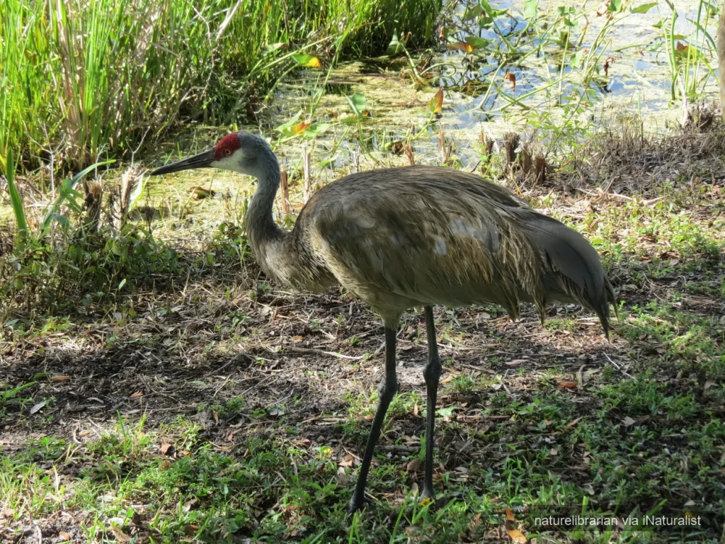 florida-sandhill-crane_antigone-canadensis-pratensis