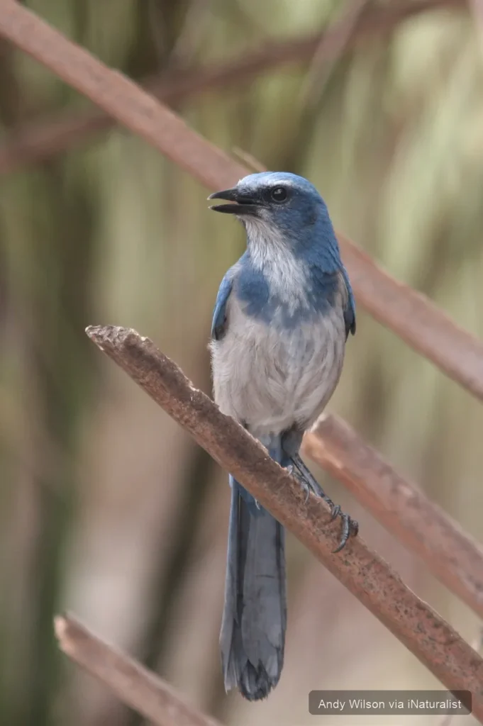 florida-scrub-jay_aphelocoma-coerulescens