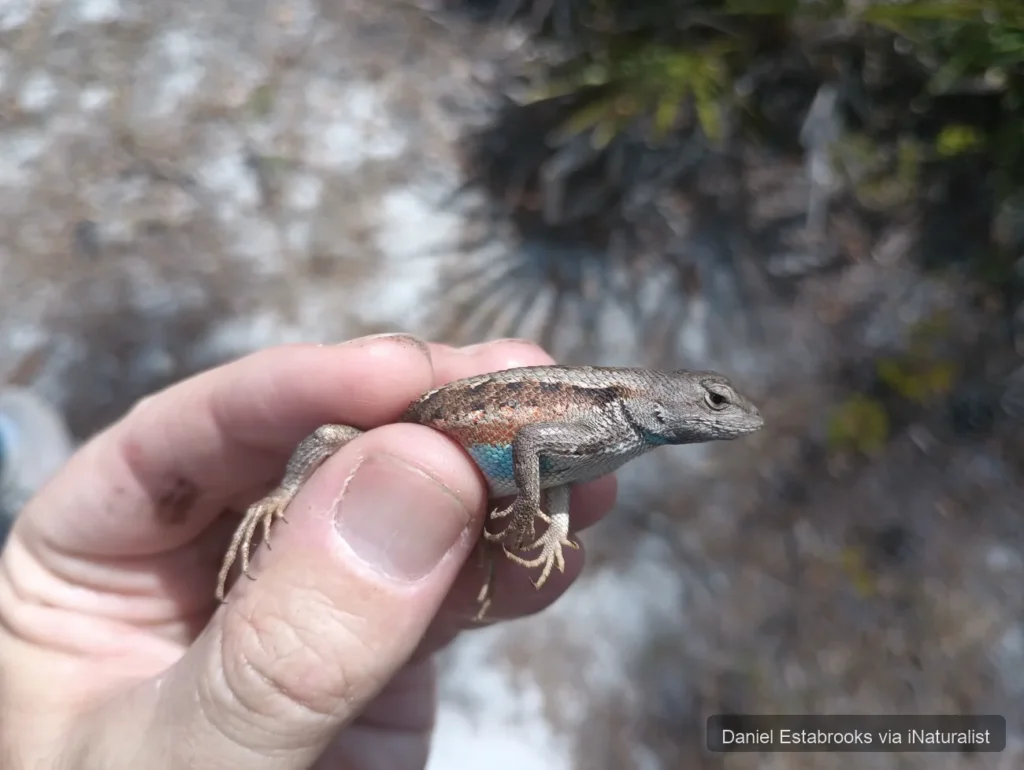 florida scrub lizard