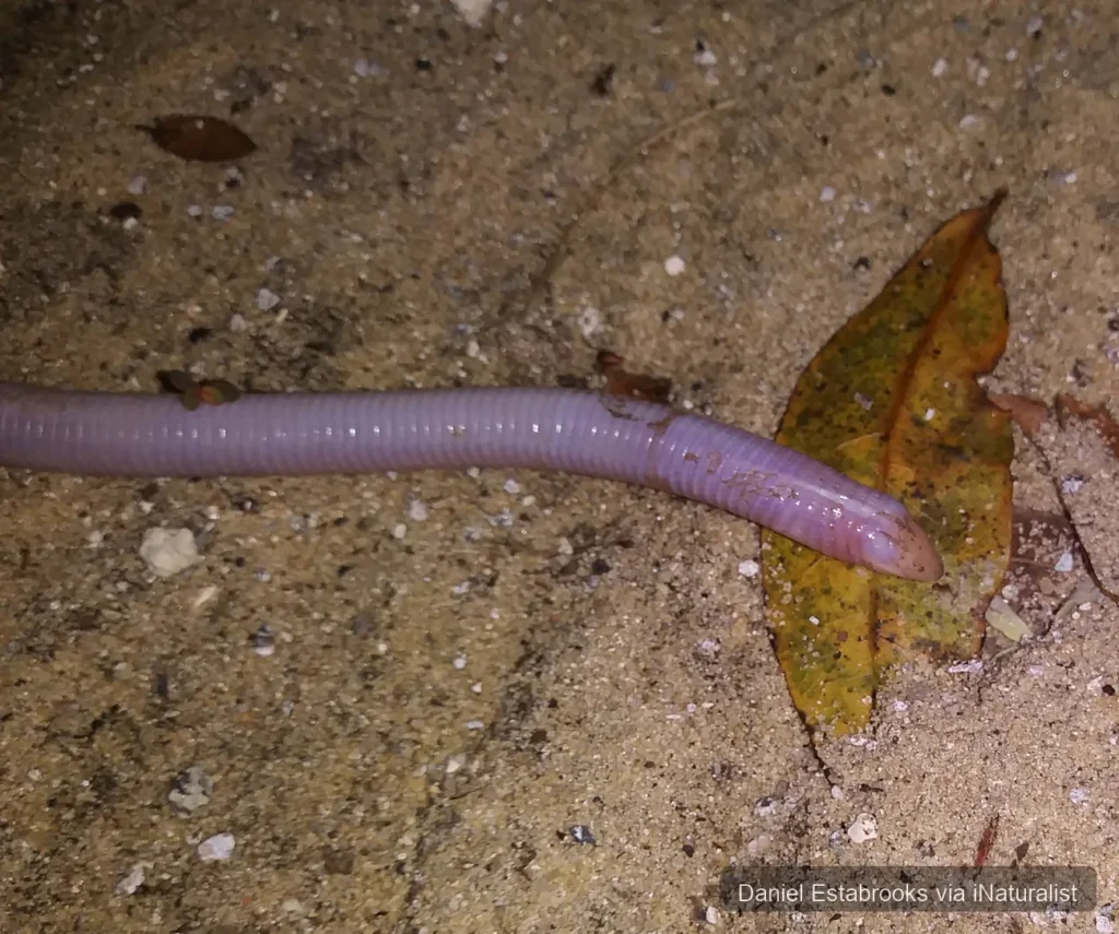 florida worm lizard